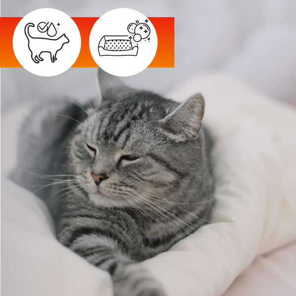 Skalbiklis/valiklis naminių gyvūnų guoliams, drabužiams ir žaislams OA PETS FABRIC CLEANER 2in1 (500 ml) 6